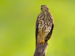 RBI turns hawkish