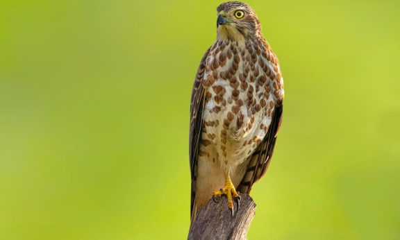 RBI turns hawkish